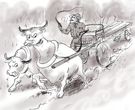 Bullock labour - sketch by Julie Duell